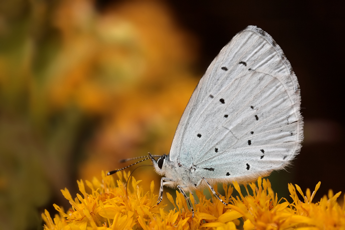 Holly Blue